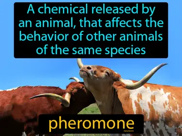 a chemical released by an animal, that affects the behavior of other animals of the same species
