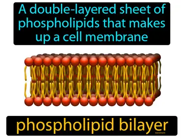 a double-layered sheet of phospholipids that makes up a cell membrane
