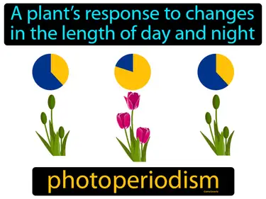 a plant’s response to changes in the length of day and night