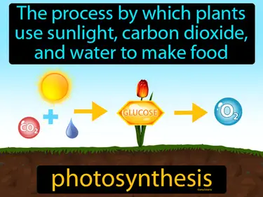 Plants