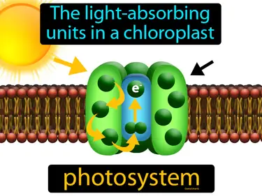 the light-absorbing units in a chloroplast