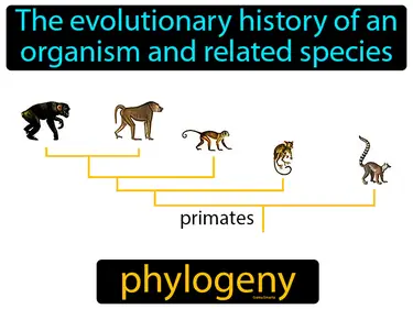 the evolutionary history of an organism and related species