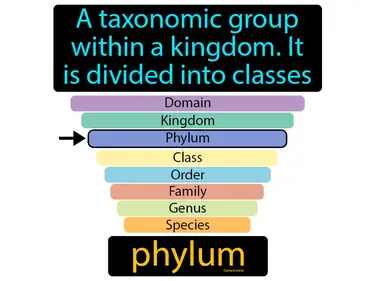 a taxonomic group within a kingdom, it is divided into classes