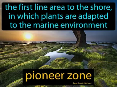 The first line area to the shore, in which plants are adapted to the marine environment