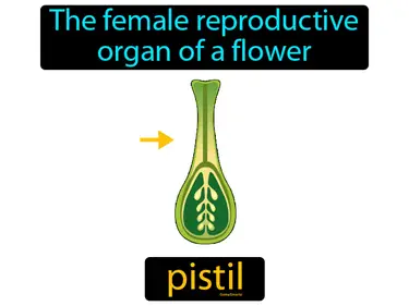 the female reproductive organ of a flower