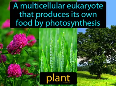 Plants