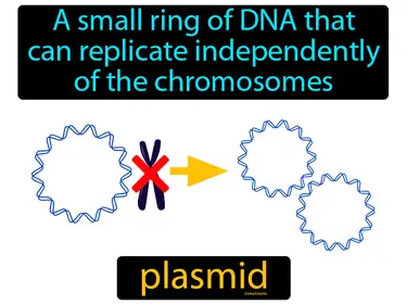 a small ring of DNA that can replicate independently of the chromosomes