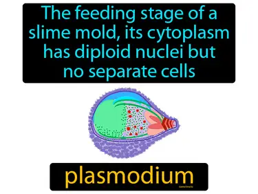the feeding stage of a slime mold, its cytoplasm has diploid nuclei but no separate cells