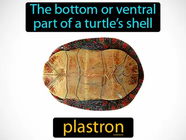 the bottom or ventral part of a turtle’s shell