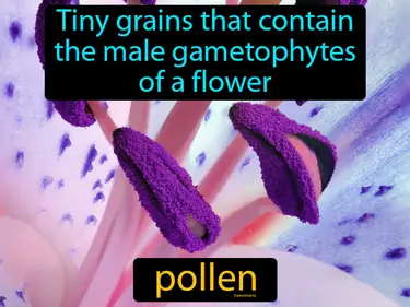tiny grains that contain the male gametophytes of a flower