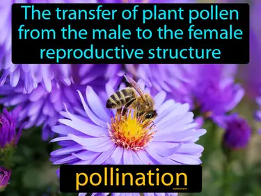 the transfer of plant pollen from the male to the female reproductive structure
