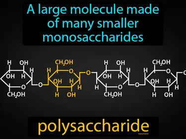 a large molecule made of many smaller monosaccharides