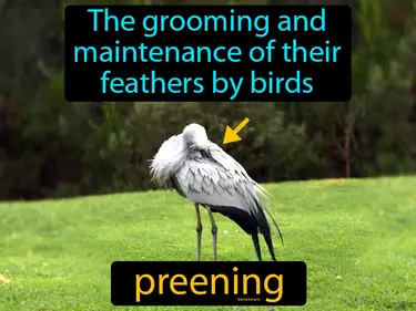 the grooming and maintenance of their feathers by birds