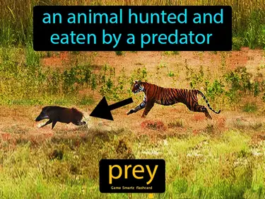 an animal hunted and eaten by a predator
