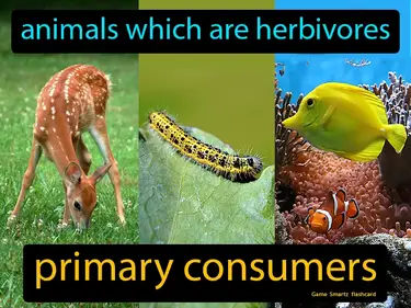 Animals which are herbivores