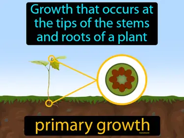 growth that occurs at the tips of the stems and roots of a plant