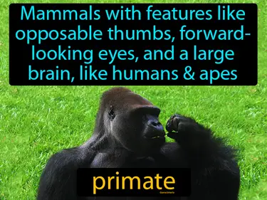 mammals with features like opposable thumbs, forward looking eyes, and a large brain, like humans, monkeys or apes