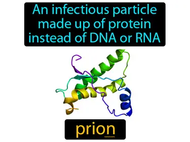 an infectious particle made up of protein instead of DNA or RNA