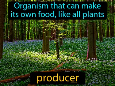 organism that can make its own food, like all plants