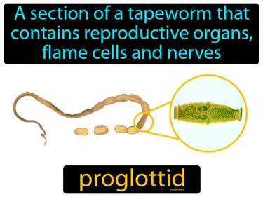 a section of a tapeworm that contains reproductive organs, flame cells and nerves