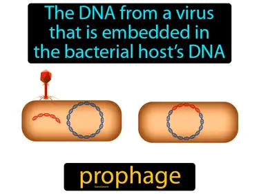 the DNA from a virus that is embedded in the bacterial host’s DNA