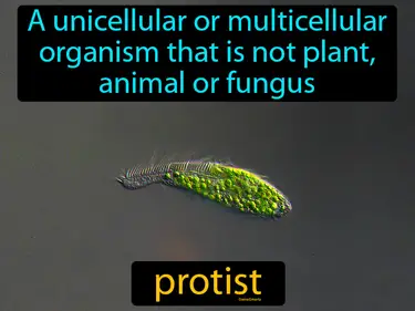 a unicellular or multicellular organism that is not plant, animal or fungus