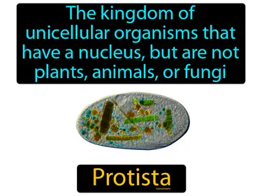 the kingdom of unicellular organisms that have a nucleus, but are not plants, animals, or fungi, like an amoeba