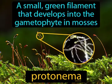 a small, green filament that develops into the gametophyte in mosses