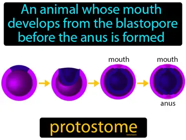 an animal whose mouth develops from the blastopore before the anus is formed