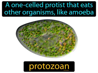 Protists and Fungi