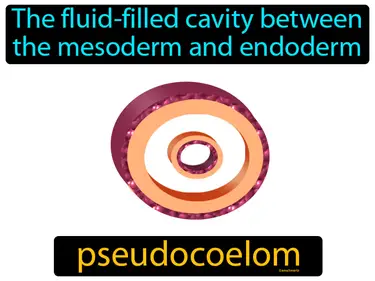 the fluid-filled cavity between the mesoderm and endoderm