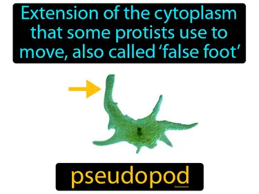 extension of the cytoplasm that some protists use to move, also called ‘false foot’