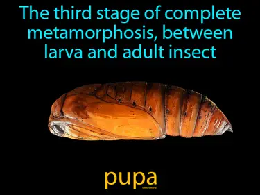 the third stage of complete metamorphosis, between larva and adult insect