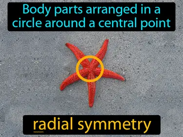 body parts arranged in a circle around a central point