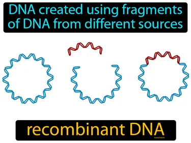 DNA created using fragments of DNA from different sources