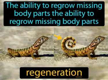 the ability to regrow missing body parts