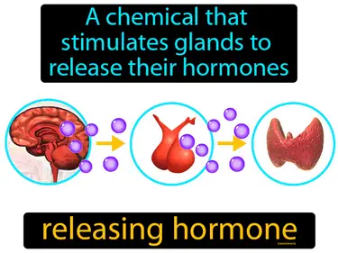 a chemical that stimulates glands to release their hormones