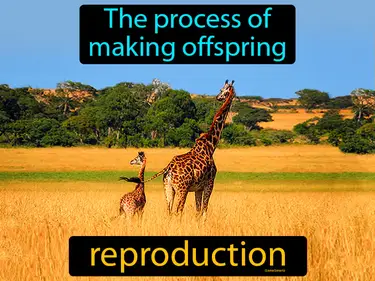 the process of making offspring