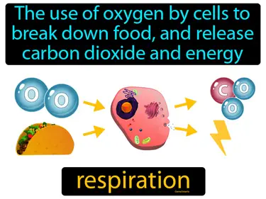 Circulation and Respiration