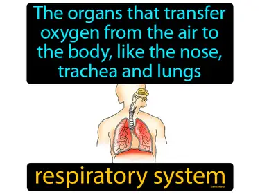 the organs that transfer oxygen from the air to the body, like the nose, trachea and lungs