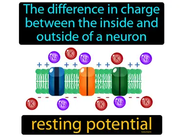 the difference in charge between the inside and outside of a neuron