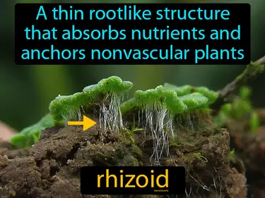 a thin rootlike structure that absorbs nutrients and anchors nonvascular plants