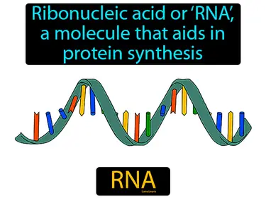 ribonucleic acid or RNA, a molecule that aids in protein synthesis