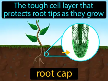 the tough cell layer that protects root tips as they grow