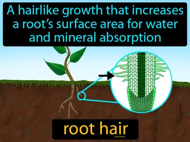 a hairlike growth that increases a root’s surface area for water and mineral absorption