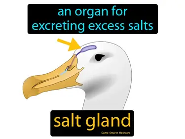 An organ for excreting excess salts