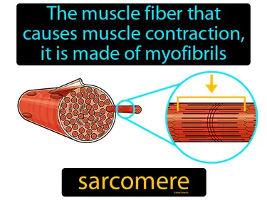 the muscle fiber that causes muscle contraction, it is made of myofibrils