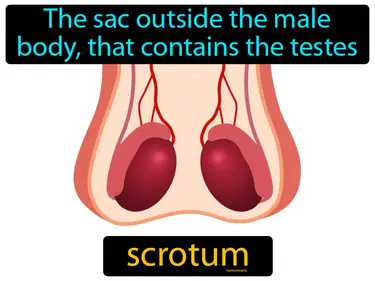 the sac outside the male body, that contains the testes