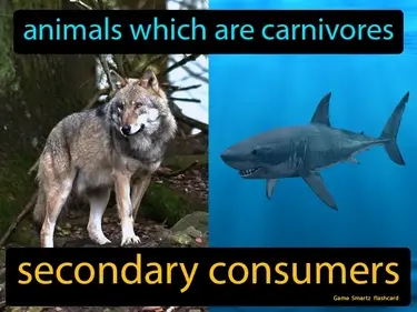 Animals which are carnivores