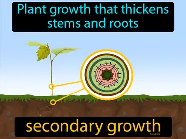plant growth that thickens stems and roots